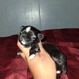 Girl 3 - Black and white female Shih Tzu puppy in Birmingham, Alabama from K&D kennels