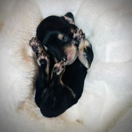 Marshall Lee - Black and cream male Dachshund puppy in Virginia from Pretty Paws