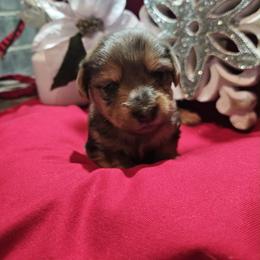 Oaklee - Dapple male Dachshund puppy in El Paso, Texas from Stella's Lone Star Kennels