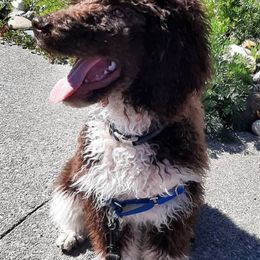 Bernedoodles, Goldendoodles, and Poodles from Golden State Good Dogs