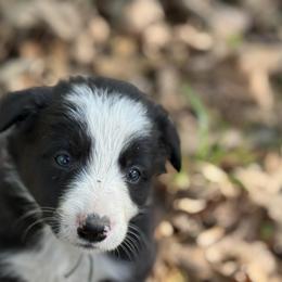 Skye - Black and white female Border Collie puppy in Paris, Texas from Broadmoor Farm