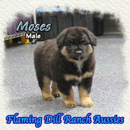 Moses - Black tri male Miniature Australian Shepherd puppy in Forestburg, Texas from Flaming Dill Ranch Aussies