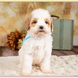 Jonathan - Red male Cockapoo puppy in Connersville, Indiana from Deaz Doodle Ranch