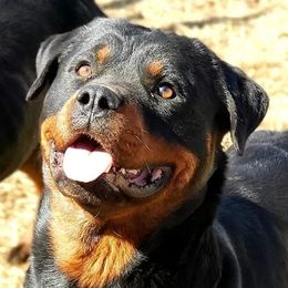 Collies and Rottweilers from Prairie Creek