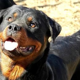 Collies and Rottweilers from Prairie Creek