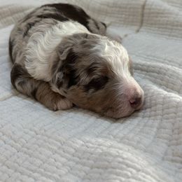 Scarlet Valentine - Red merle female Aussiedoodle puppy in Charlestown, Indiana from Forever Aussies and A Doodle