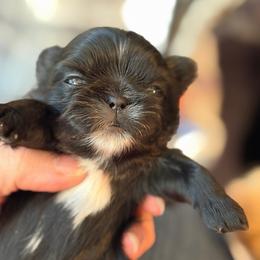 Girl 1 - Black female Shih Tzu puppy in Berkeley Springs, West Virginia from Sandridge Shih Tzus