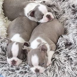 Boston Terrier Puppies from Designers Boston Terriers