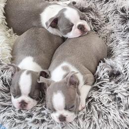 Boston Terrier Puppies from Designers Boston Terriers