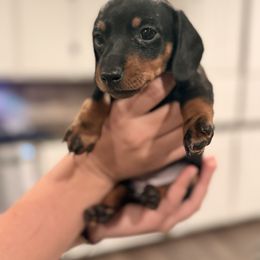 Girl 3 - Black and tan female Dachshund puppy in Pea Ridge, Arkansas from Cotton Patch Ridge