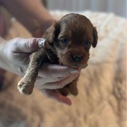 Atticus - Red male Cavapoo puppy in Fairmont, West Virginia from Ruby Heirloom Companions
