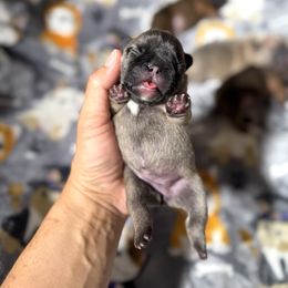 Female 1 - Fawn female French Bulldog puppy in Keeseville, New York from Big Sky Frenchies