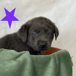 Charcoal dk purple collar - Charcoal female Dilute Retriever puppy in Teton County, Montana from East Front Labradors & Treasure State Schnauzers