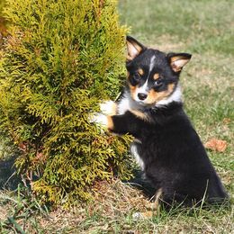 Pembroke Welsh Corgi Puppies from AB Ranch