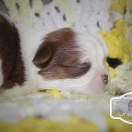John - Red and white male Shih Tzu puppy in Suwanee County, Florida from Everlasting Shih Tzu