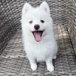Aster - White male Pomsky puppy in Winchendon, Massachusetts from Mountain View Pomskies