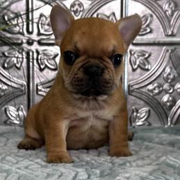 Boy 2 - Fawn male French Bulldog puppy in Shelby Township, Michigan from Duvalls frenchies