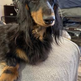 Quiggles - Dachshund