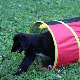 Afghan Hound Puppies from Ahava Afghan Hounds