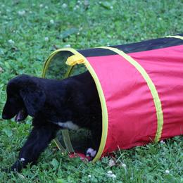 Afghan Hound Puppies from Ahava Afghan Hounds