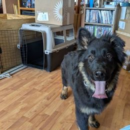 Boy 1 - Bi-color German Shepherd puppy in Lake George, Colorado from High Country German Shepherds