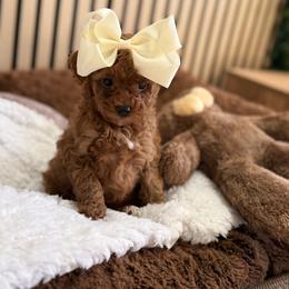 Fae - Red  female Poodle puppy in Miami, Florida from Sakura Poodles