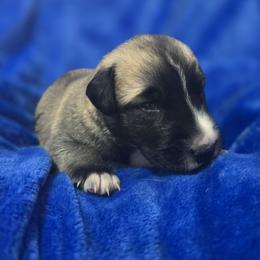 Anatolian Shepherd Dog Puppies from Florida Anatolian Shepherds