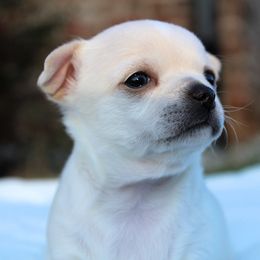 Sally - Cream female Chihuahua puppy in Forsyth, Georgia from Brooks Grove Canines LLC