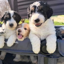 Luna - Black tri-color female Aussiedoodle puppy in Dickerson, Maryland from Pawsome Aussie Doodles and Oodles