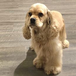 Cocker Spaniels from Sweet Heart Cockers