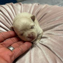 TBD - Gold male Chihuahua puppy in Davenport, Florida from Clan Cordovathone