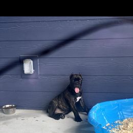 Cane Corso Puppies from Steel Cane Corso