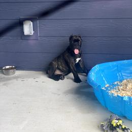 Cane Corso Puppies from Steel Cane Corso