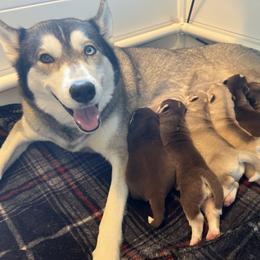 Siberian Husky Puppies from Final Siberians