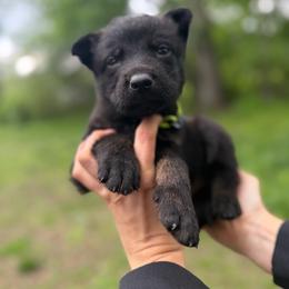 Pluto - Bi-color male German Shepherd puppy in New York from Spitze German Shepherds