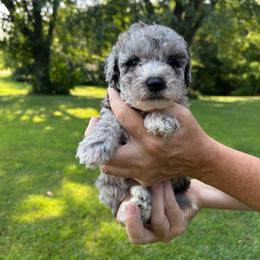 Astro - Merle male Bernedoodle puppy in Lancaster, Missouri from Cavapoo Acres