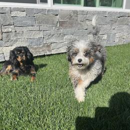 Aussiedoodle, Bernedoodle, and Goldendoodle Puppies from Little Golden Farm