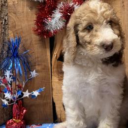 Reba - Red merle female Aussiedoodle puppy in Lavonia, Georgia from H & A Kennels