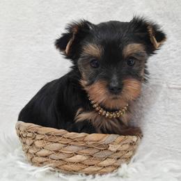 Trixie - Blue and gold female Yorkshire Terrier puppy in Monticello, Iowa from Ashley’s Puppies