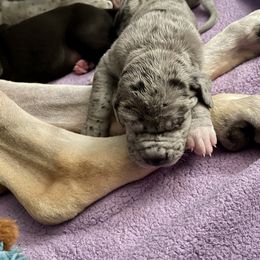 Great Dane Puppies from Laxton Danes