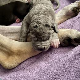 Great Dane Puppies from Laxton Danes