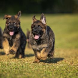German Shepherd Puppies from Sommerfeld German Shepherds