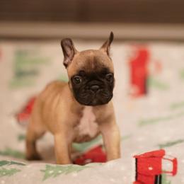 Gulliver - Fawn male French Bulldog puppy in Sidney Center, New York from iFrenchi