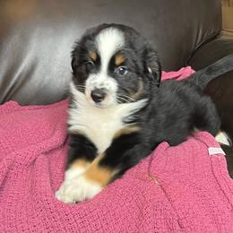 Star  Black Tri Mini Aussie - Black tri male Miniature Australian Shepherd puppy in Taunton, Massachusetts from Checkered Flag Champions Mini Aussies