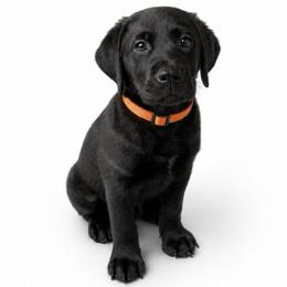 Espresso - Black male Labrador Retriever puppy in Chicago, Illinois from Urbane Retrievers