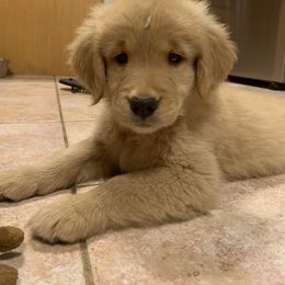 Golden Retriever Puppies from Lake Champlain Goldens
