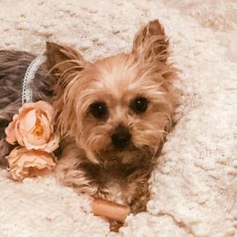 Yorkshire Terriers from Tonya's Yorkies of North Central Florida
