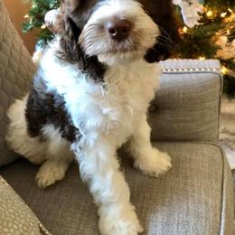 Australian Labradoodle Puppies from Love My Labradoodles