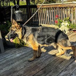 Purple - German Shepherd puppy from Aramist Enterprises & Kennels