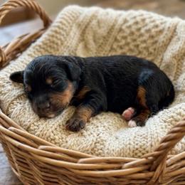 Stella - Black and tan female Cavapoo puppy in Salt Lake City, Utah from SunnySide Mini Doodles